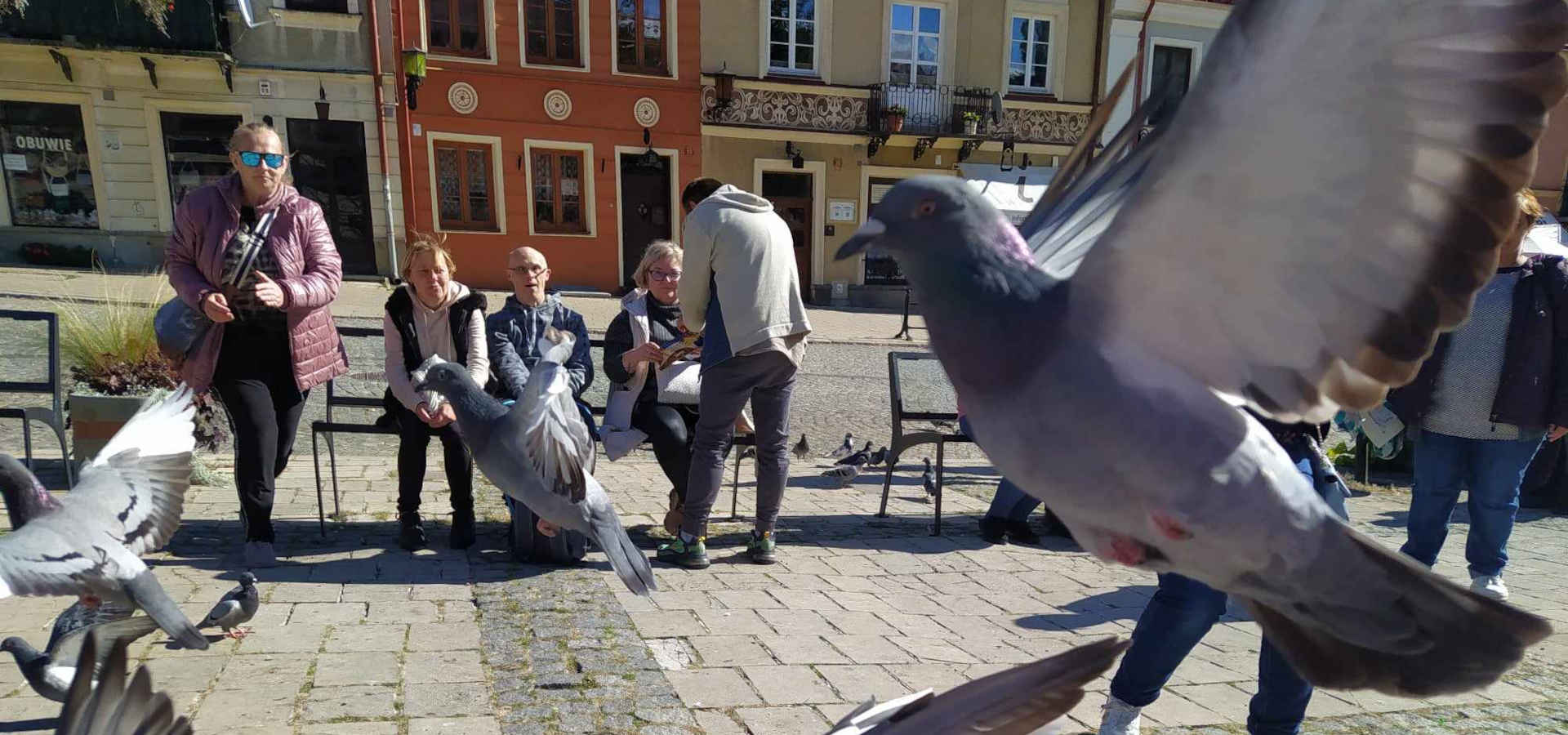 Gołębie na placu w  Sandomierzu